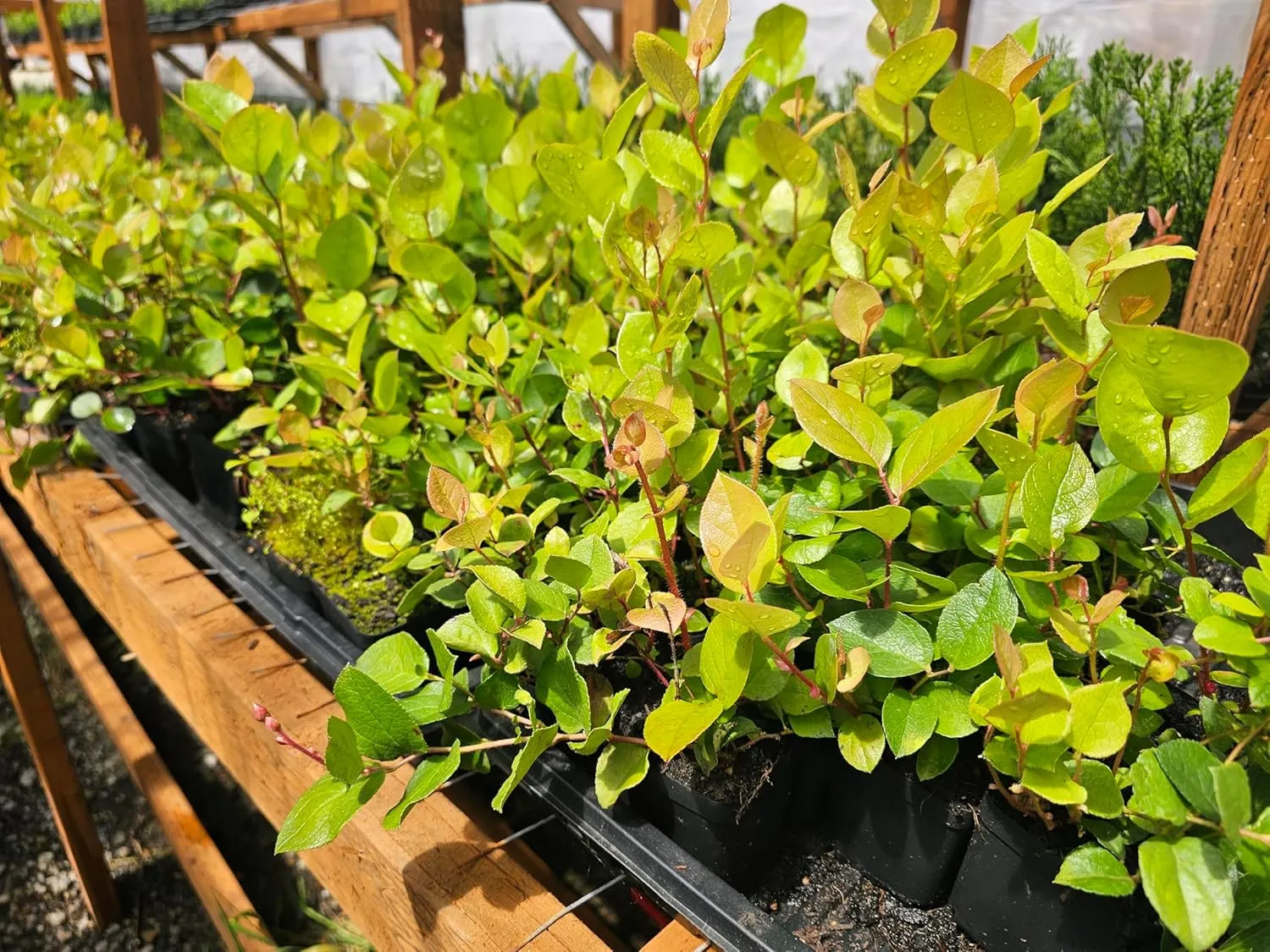 2-Pack Live Salal Berry Bush Plants, 4 Inch Pot, Medium Size