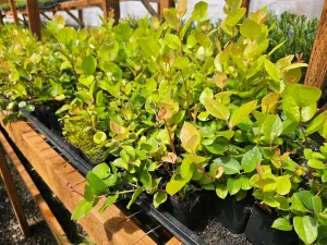 2-Pack Live Salal Berry Bush Plants, 4 Inch Pot, Medium Size