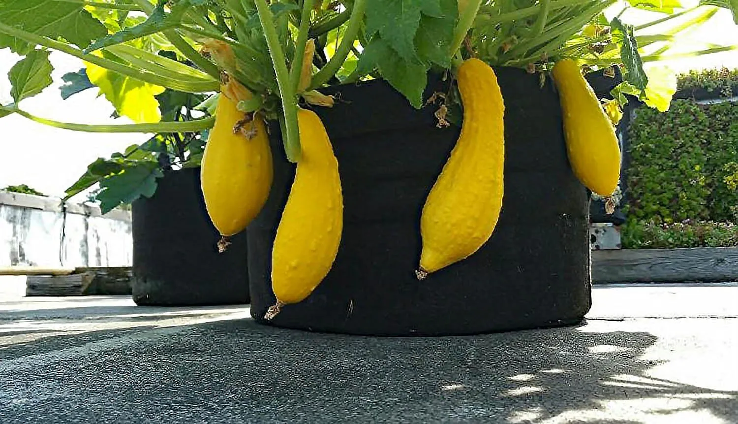 RootEase 5-Pack Garden Planting Aeration Fabric Pot, Heavy Duty Durable Fabric Grow Bag / Planter, Raised Bed Gardening, Best Air Pruning Root Treatment Eco-Friendly Grow Bags with Handles