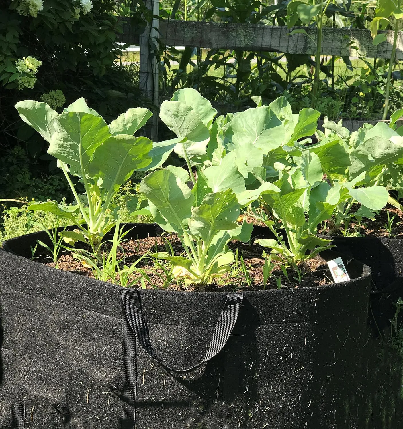 RootEase 5-Pack Garden Planting Fabric Pot, Heavy Duty Durable Grow Bags/Planter, Raised Bed Gardening, Best Eco-Friendly Grow Bags with Sturdy Handles (3 Gallon, Pink)