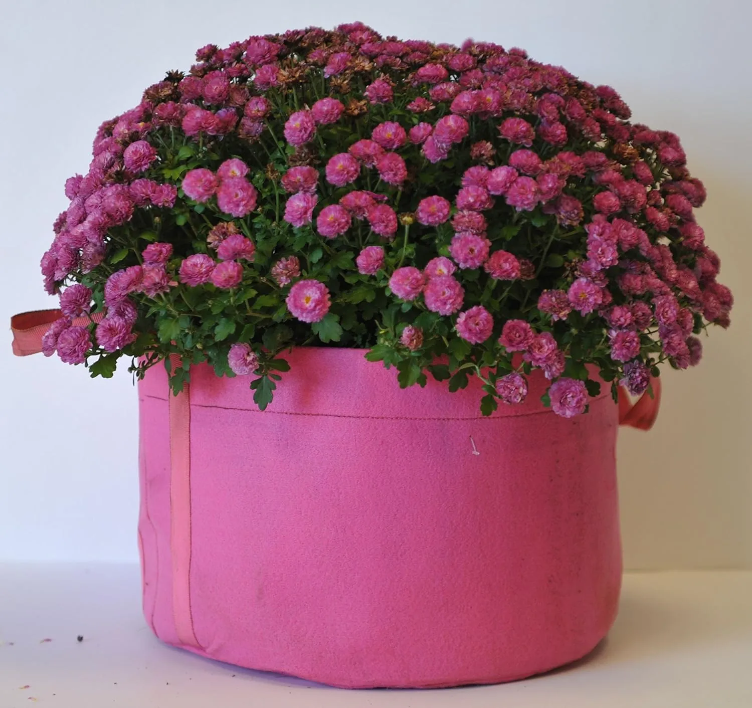 RootEase 5-Pack Garden Planting Fabric Pot, Heavy Duty Durable Grow Bags/Planter, Raised Bed Gardening, Best Eco-Friendly Grow Bags with Sturdy Handles (3 Gallon, Pink)