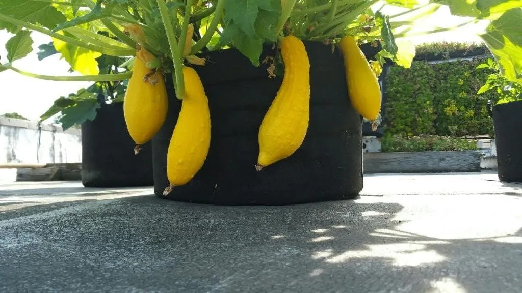 RootEase 5-Pack Garden Planting Fabric Pot, Heavy Duty Durable Grow Bags/Planter, Raised Bed Gardening, Eco-Friendly Grow Bags with Handles (5 Gallon, Green)
